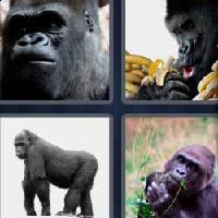 4 fotos 1 palabra 6 letras gorila