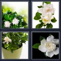 4 fotos 1 palabra 8 letras gardenia