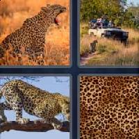 4 fotos 1 palabra 8 letras leopardo
