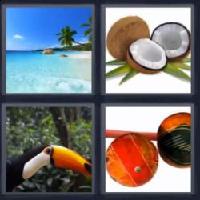 4 fotos 1 palabra 8 letras tropical
