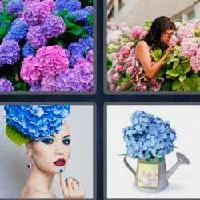 4 fotos 1 palabra 9 letras hortensia