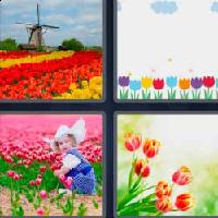 4 fotos 1 palabra 9 letras tulipanes